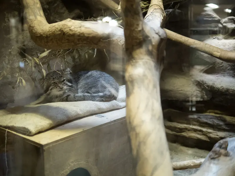 恩賜上野動物園のクリョンの写真