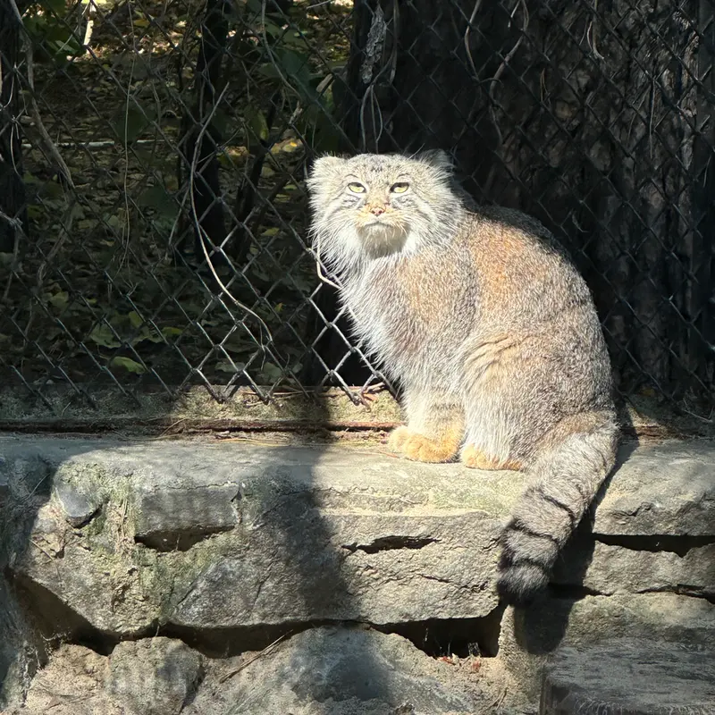 ノヴォシビルスク動物園のルフの写真
