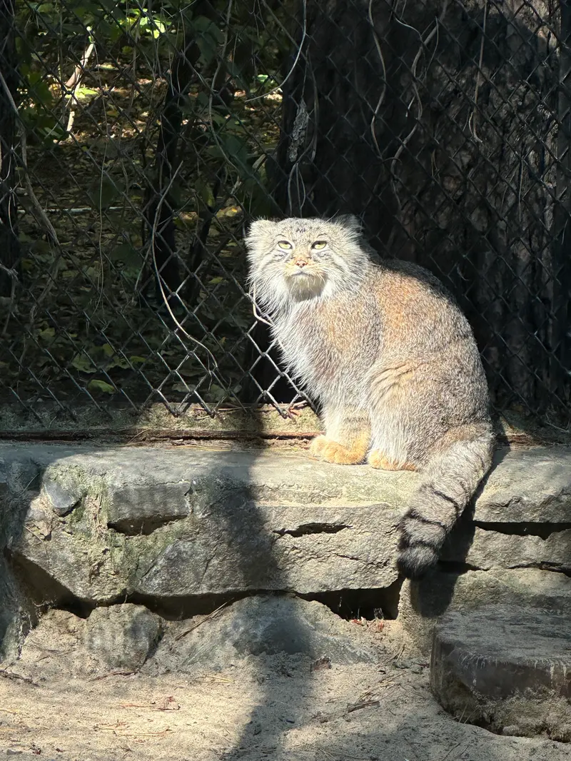 ノヴォシビルスク動物園のルフの写真