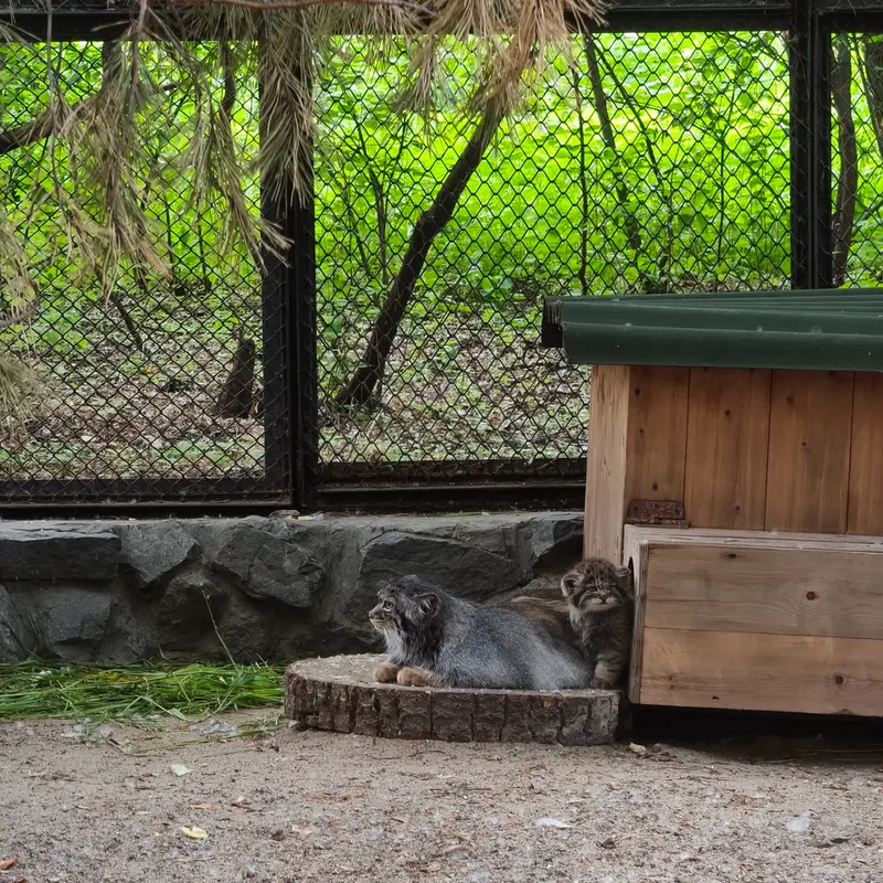 ノヴォシビルスク動物園のアデルの写真
