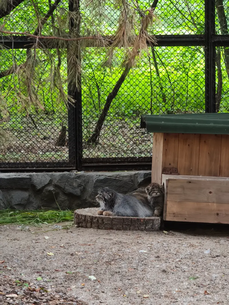 ノヴォシビルスク動物園のアデルの写真
