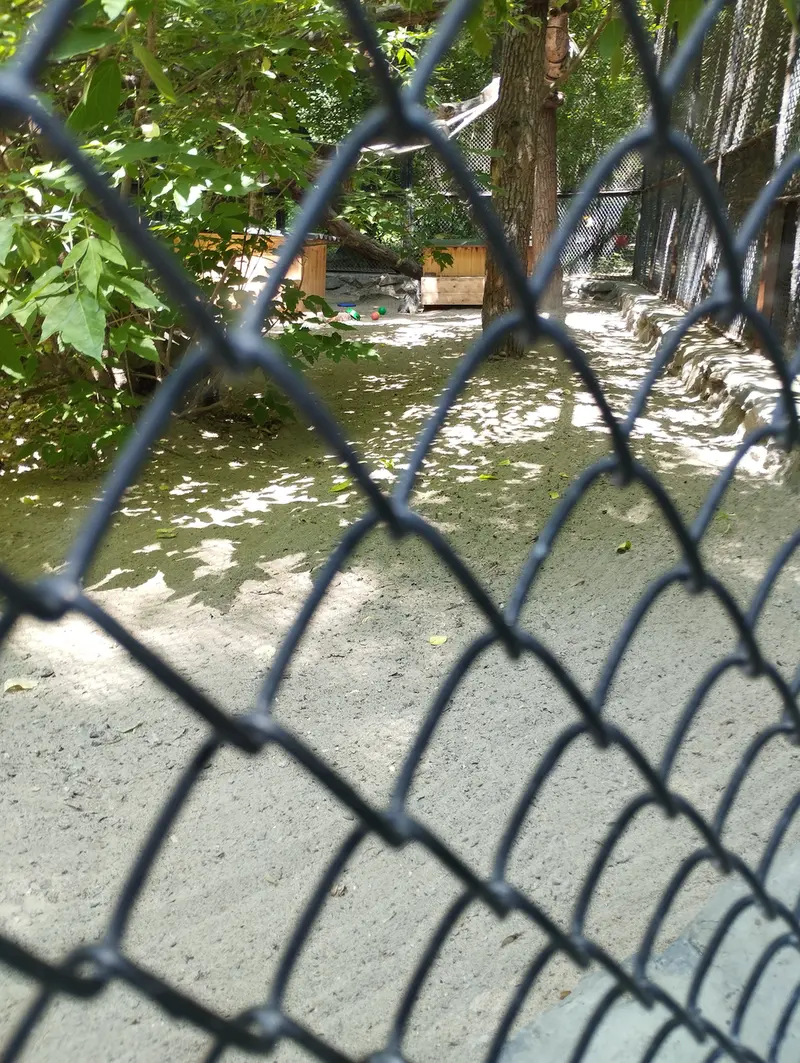 ノヴォシビルスク動物園のマヌルネコの写真