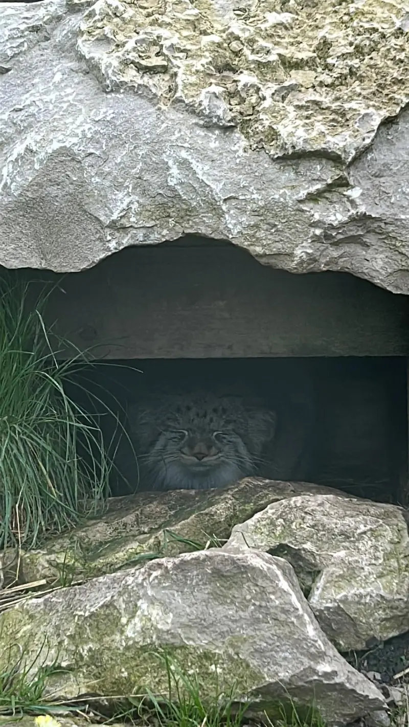 フトガの写真