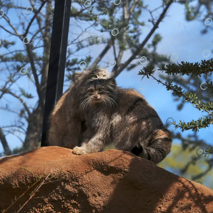 プラハ動物園のプリンセッサとスパイの写真