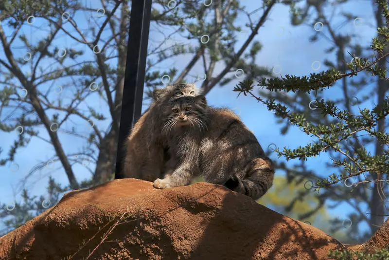 プラハ動物園のプリンセッサとスパイの写真