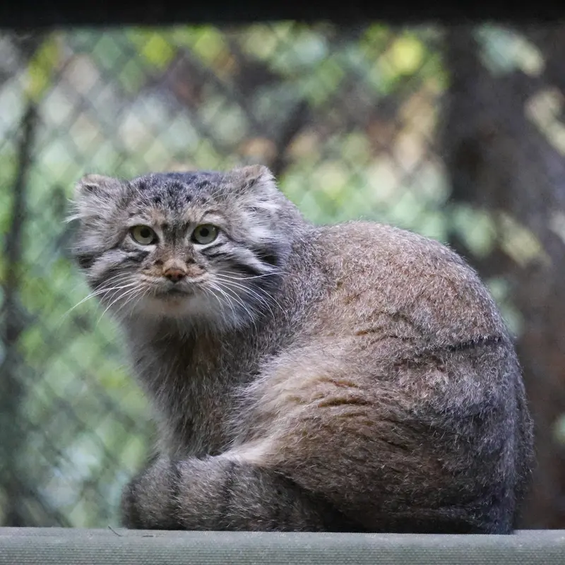 ノヴォシビルスク動物園のスネジャナの写真