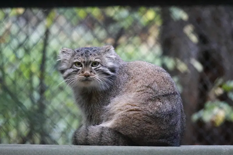 ノヴォシビルスク動物園のスネジャナの写真