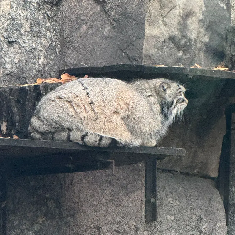 モスクワ動物園のティモフェイの写真
