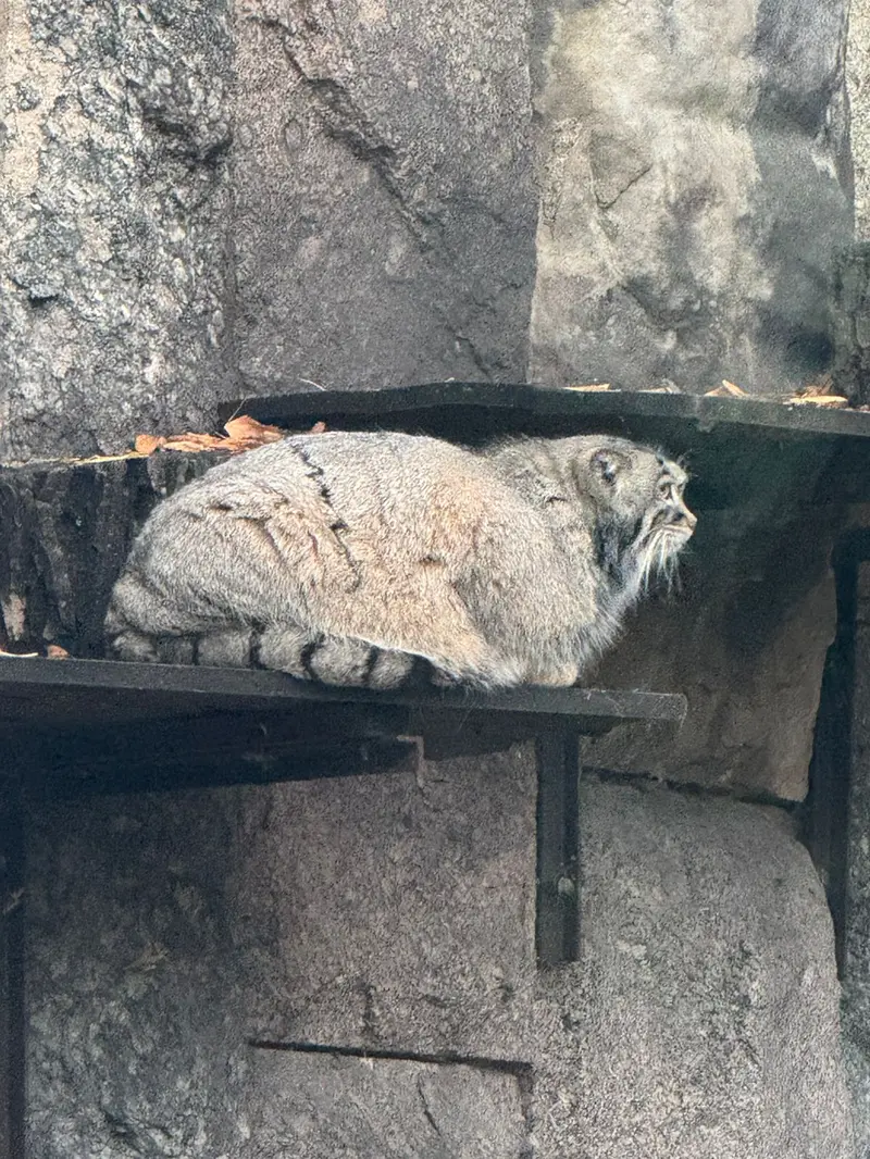 モスクワ動物園のティモフェイの写真