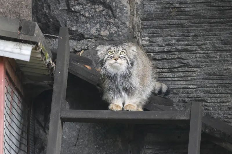 モスクワ動物園のティモフェイの写真