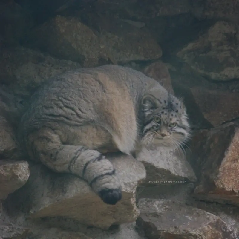 ゲルリッツ動物園のノルブの写真