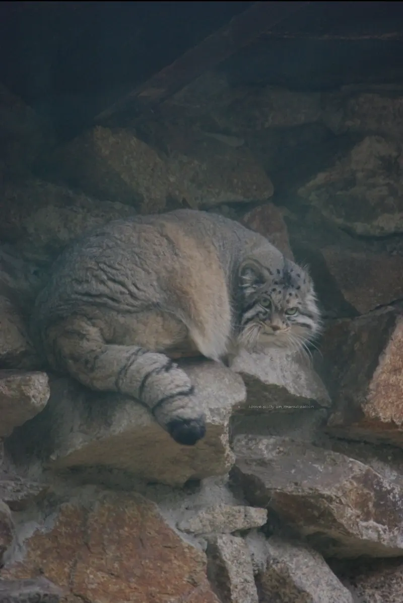 ゲルリッツ動物園のノルブの写真