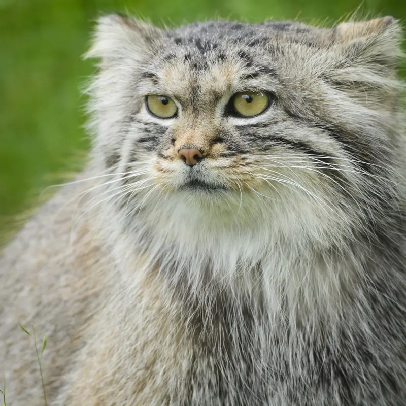 パルケン動物園のアグネタの写真