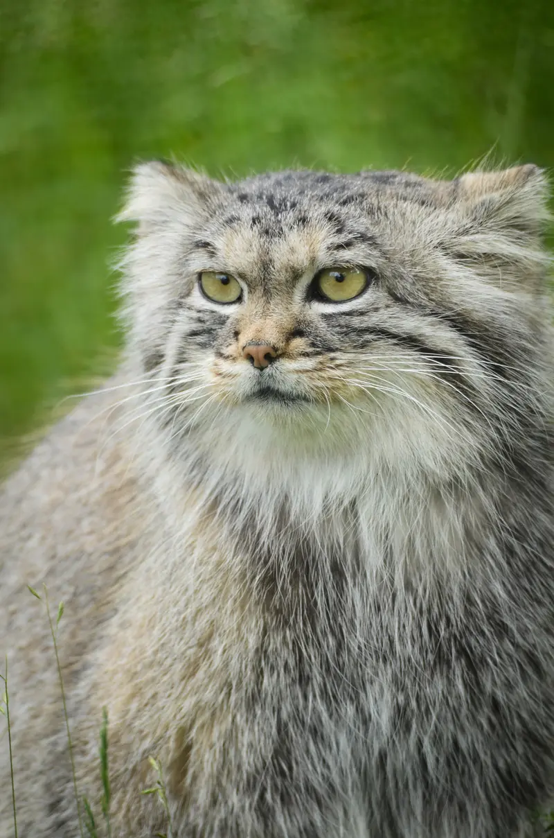 パルケン動物園のアグネタの写真