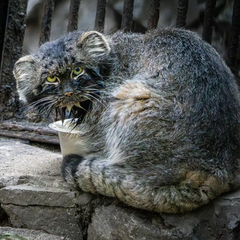 ノヴォシビルスク動物園のマリクの写真