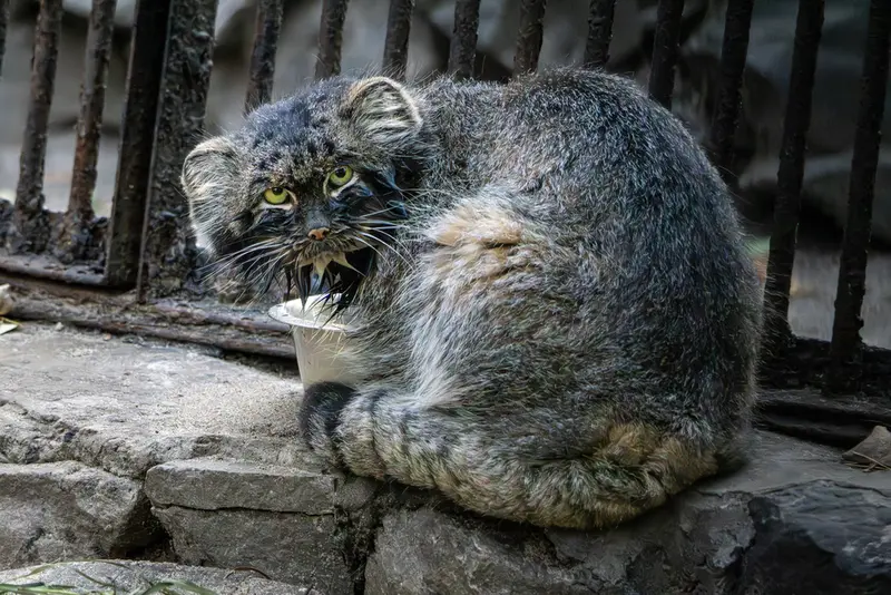 ノヴォシビルスク動物園のマリクの写真