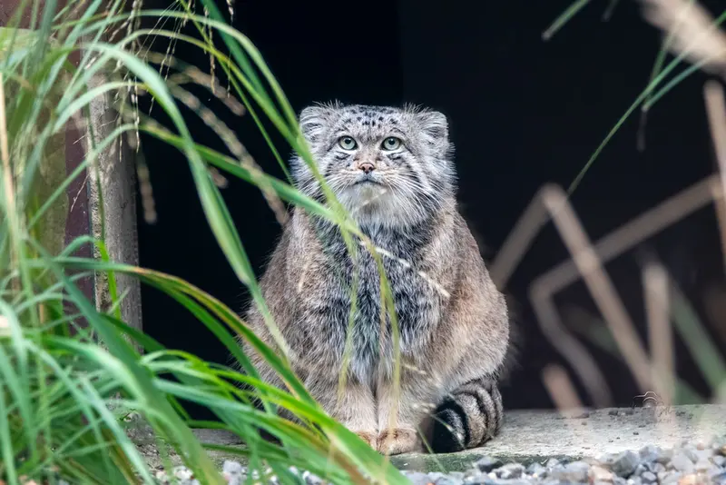オストラヴァ動物園のプルトンの写真