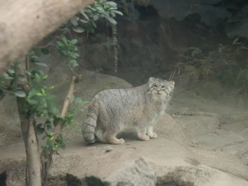 神戸どうぶつ王国のアズの写真