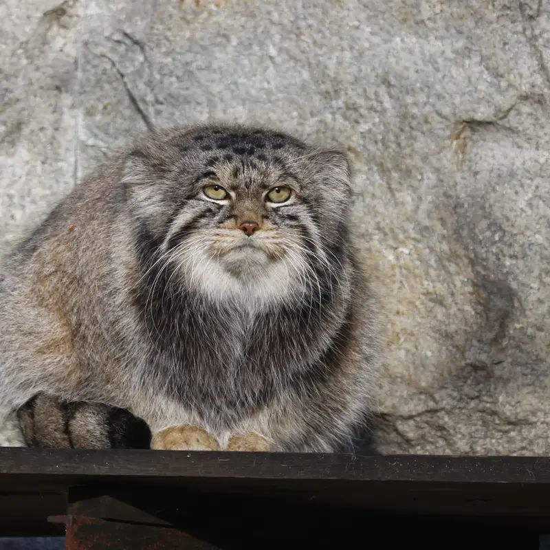 モスクワ動物園のティモフェイの写真