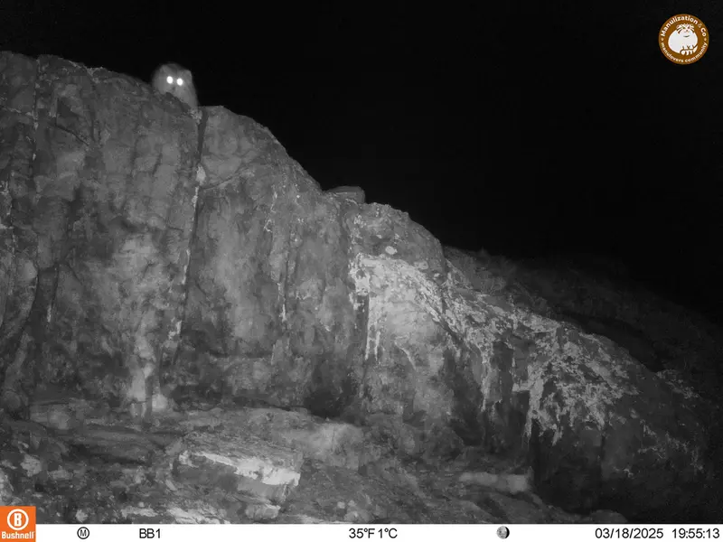 アクタス＝クンコラ［新］カメラトラップで撮影したOtocolobus manul manulの写真