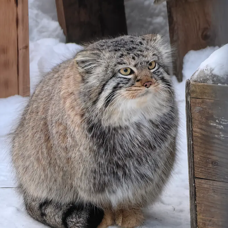 ノヴォシビルスク動物園のキムの写真