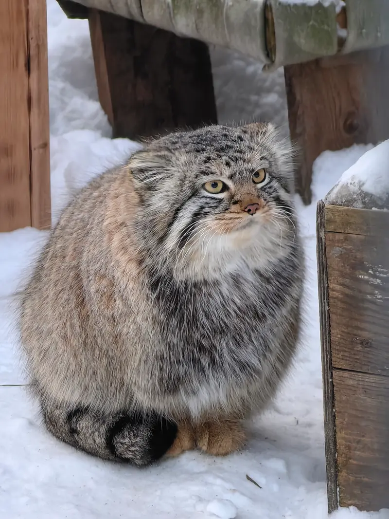 ノヴォシビルスク動物園のキムの写真