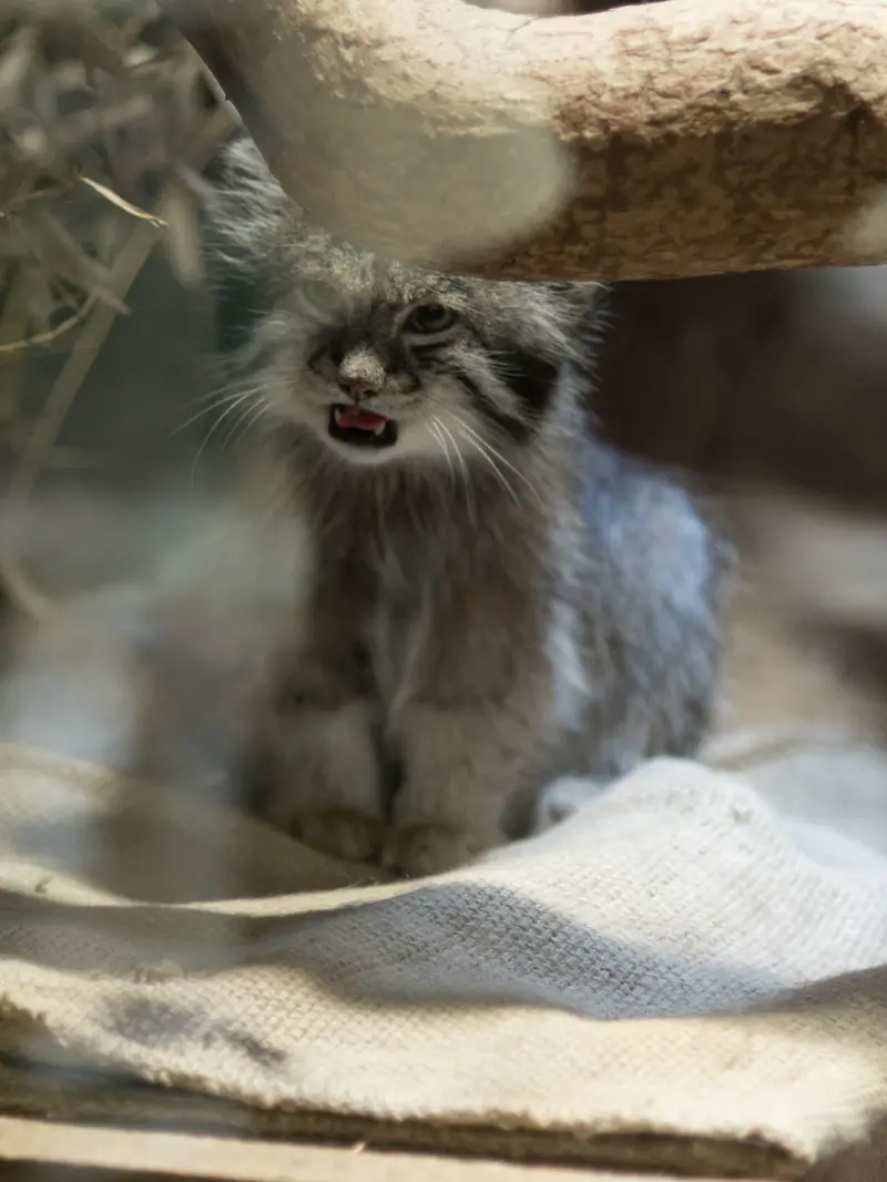 恩賜上野動物園のクリョンの写真