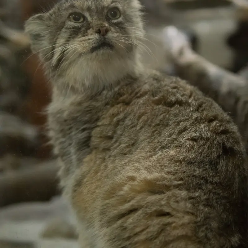 恩賜上野動物園のプリームラの写真