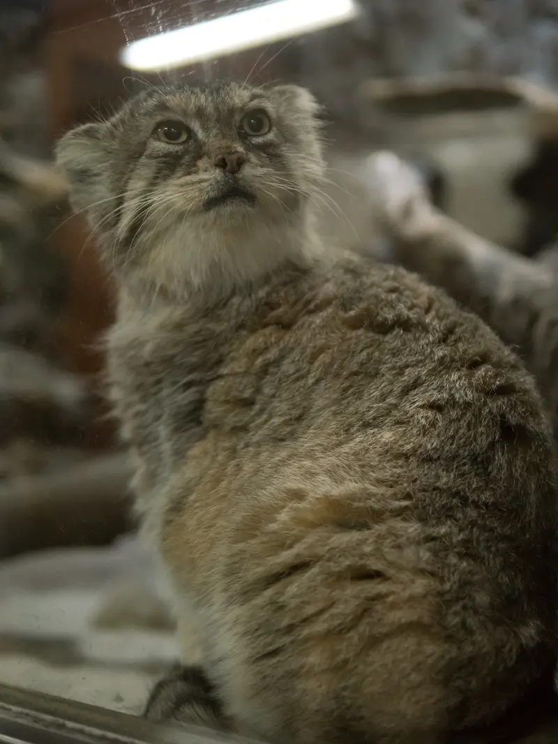恩賜上野動物園のプリームラの写真