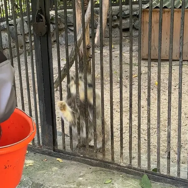 ノヴォシビルスク動物園のマヌルネコの写真