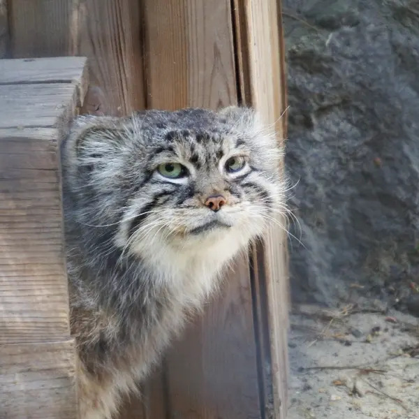 ノヴォシビルスク動物園のゼレノゴルスクの写真