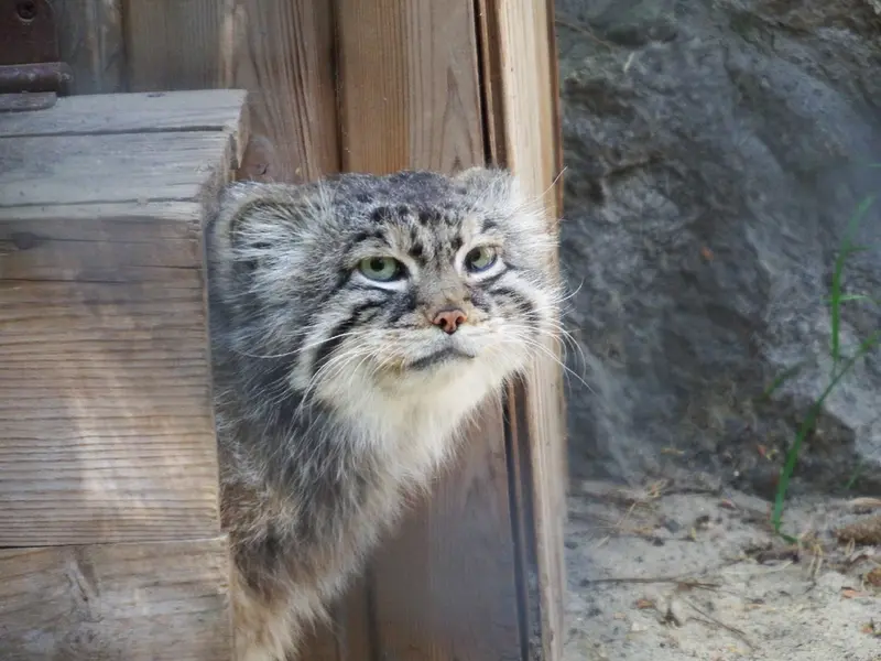 ノヴォシビルスク動物園のゼレノゴルスクの写真