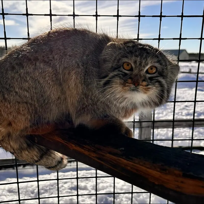 サファリ・ノース野生動物公園のマヌルネコの写真