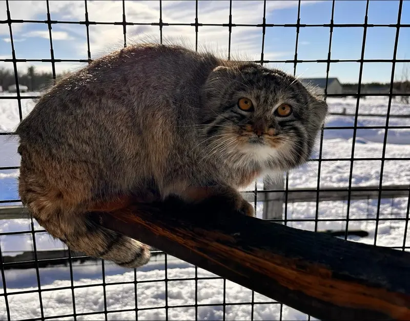 サファリ・ノース野生動物公園のマヌルネコの写真