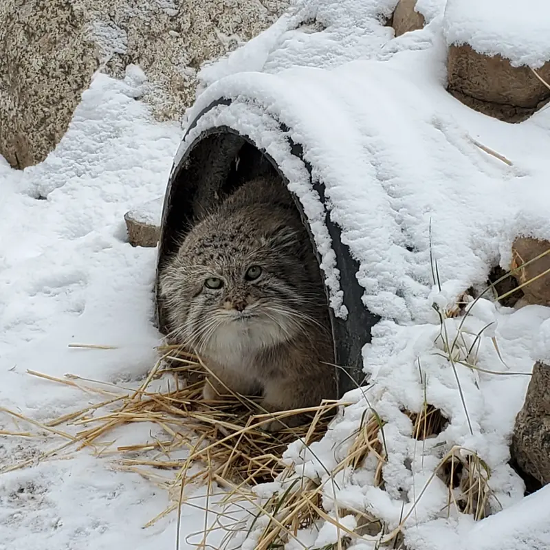 シンシナティ動物園のムシュドッグの写真