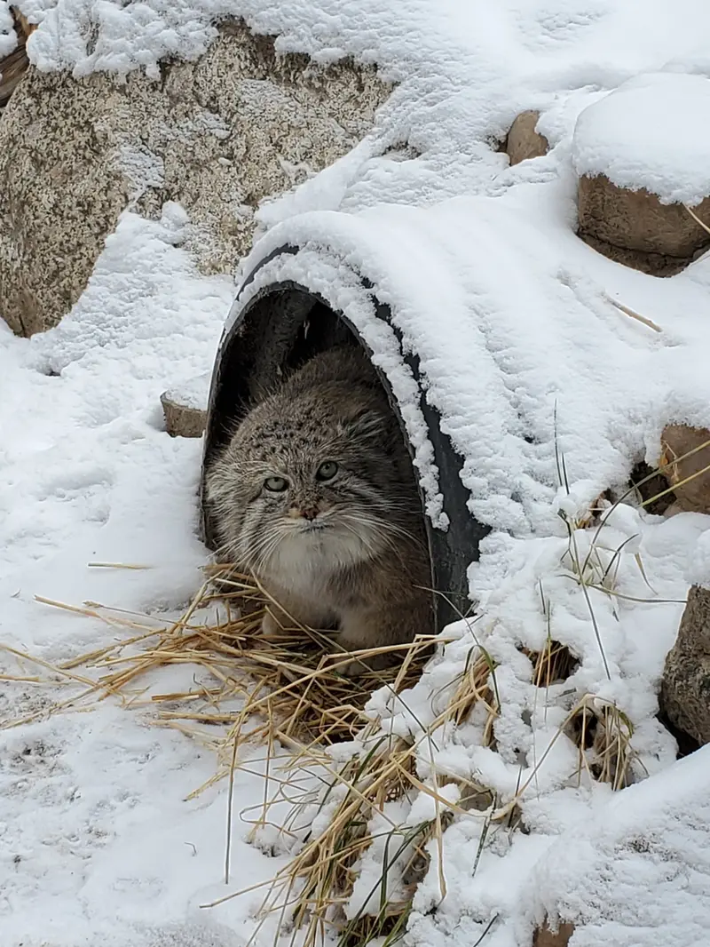シンシナティ動物園のムシュドッグの写真