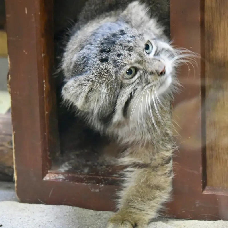 恩賜上野動物園のクリョンの写真