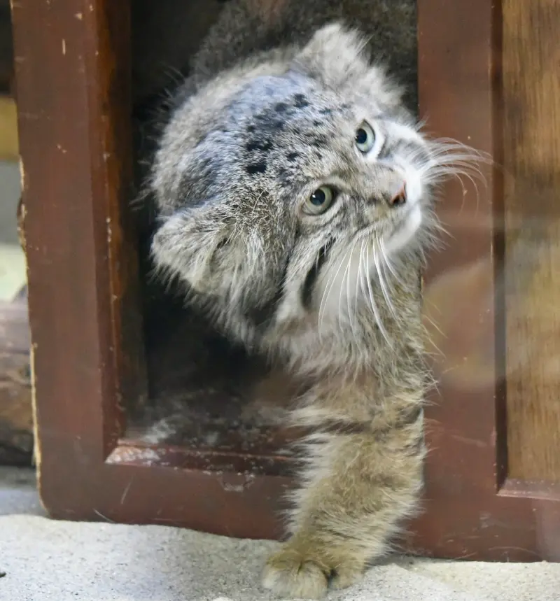 恩賜上野動物園のクリョンの写真