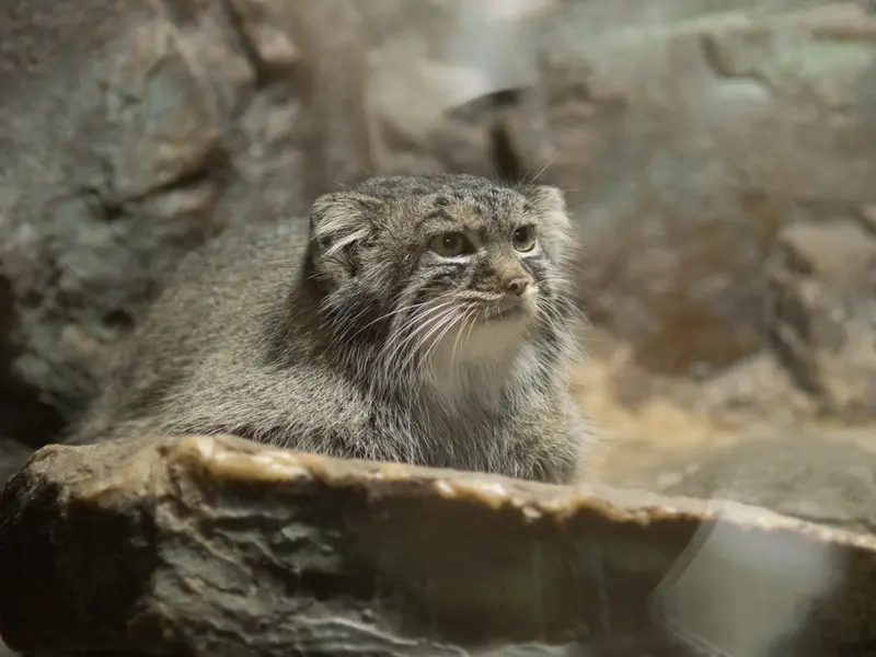 恩賜上野動物園のサフランの写真