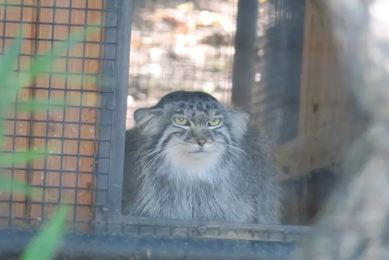ブルノ動物園のアリウナーの写真