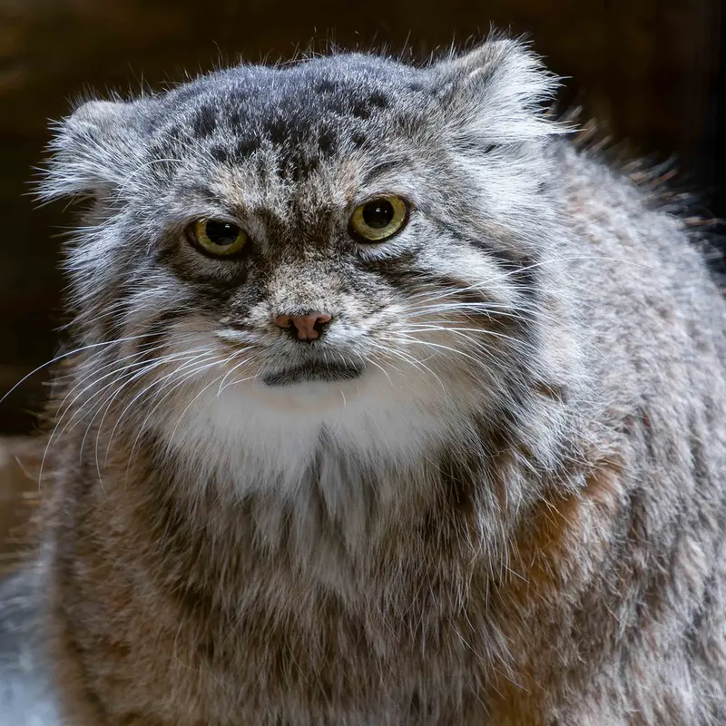 恩賜上野動物園のプリームラの写真