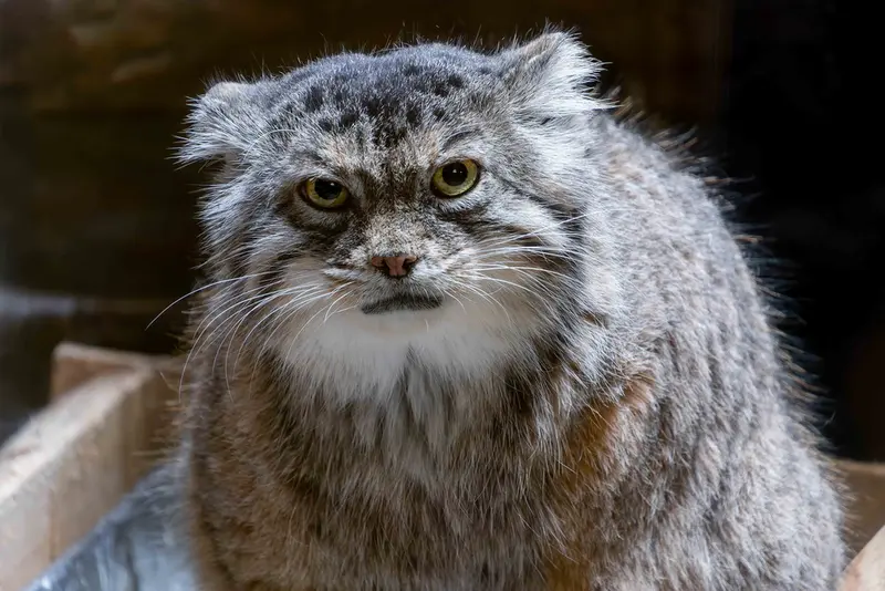 恩賜上野動物園のプリームラの写真