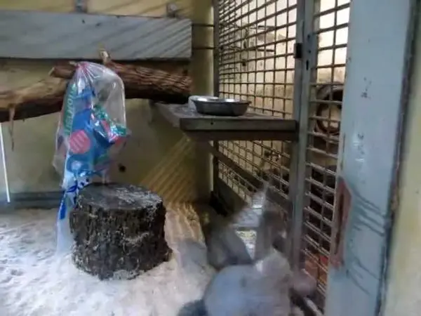 ザールブリュッケン動物園のカール・ハインツとタスキの動画