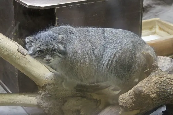恩賜上野動物園のユスの写真