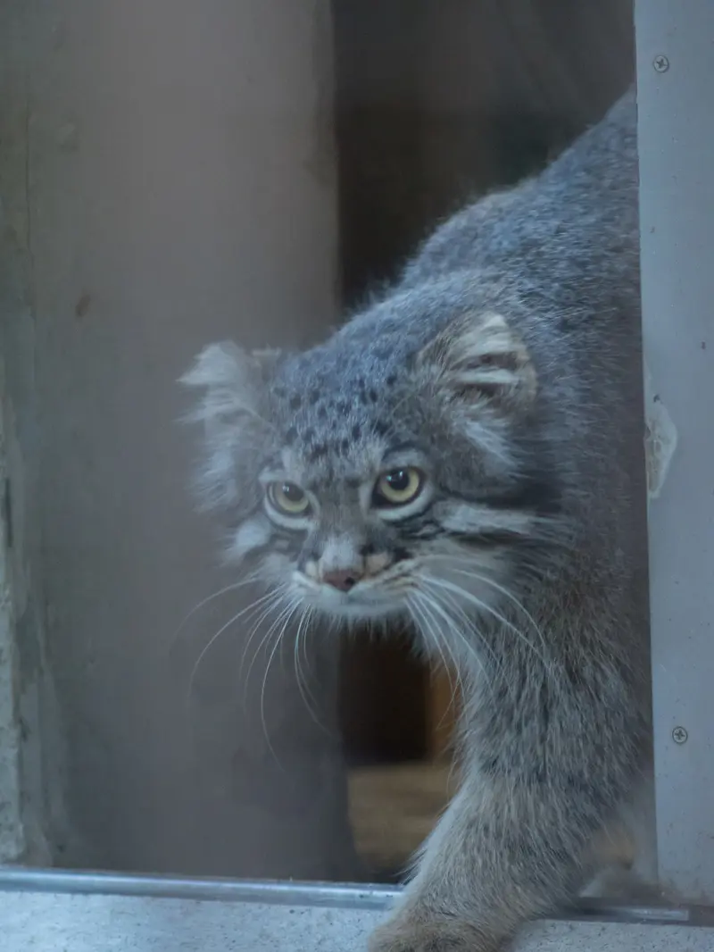 野毛山動物園のフィーガの写真