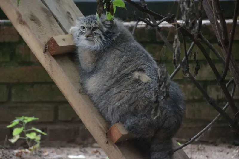 希少動物繁殖センターのマリナの写真