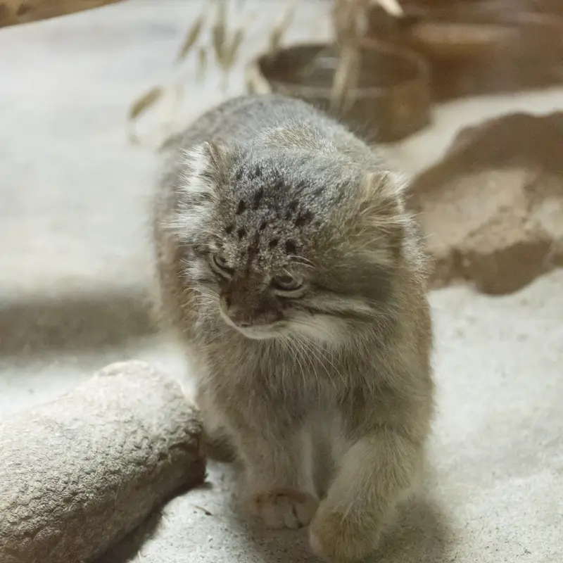 恩賜上野動物園のクリョンの写真