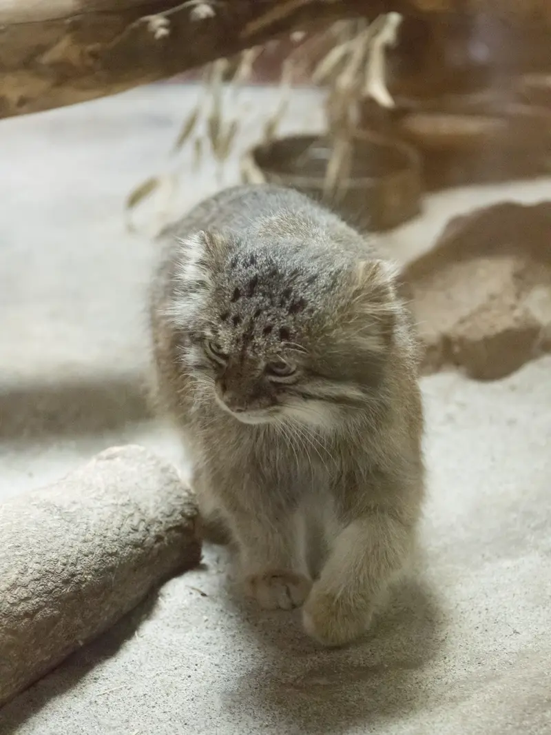 恩賜上野動物園のクリョンの写真