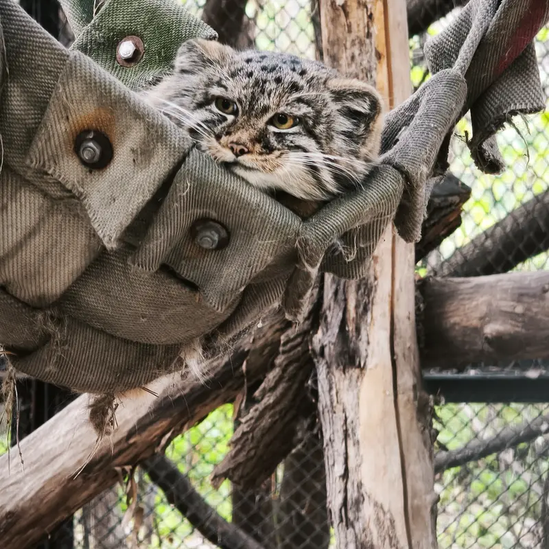 ノヴォシビルスク動物園のアデルの息子（2026年生まれ）Ⅲの写真