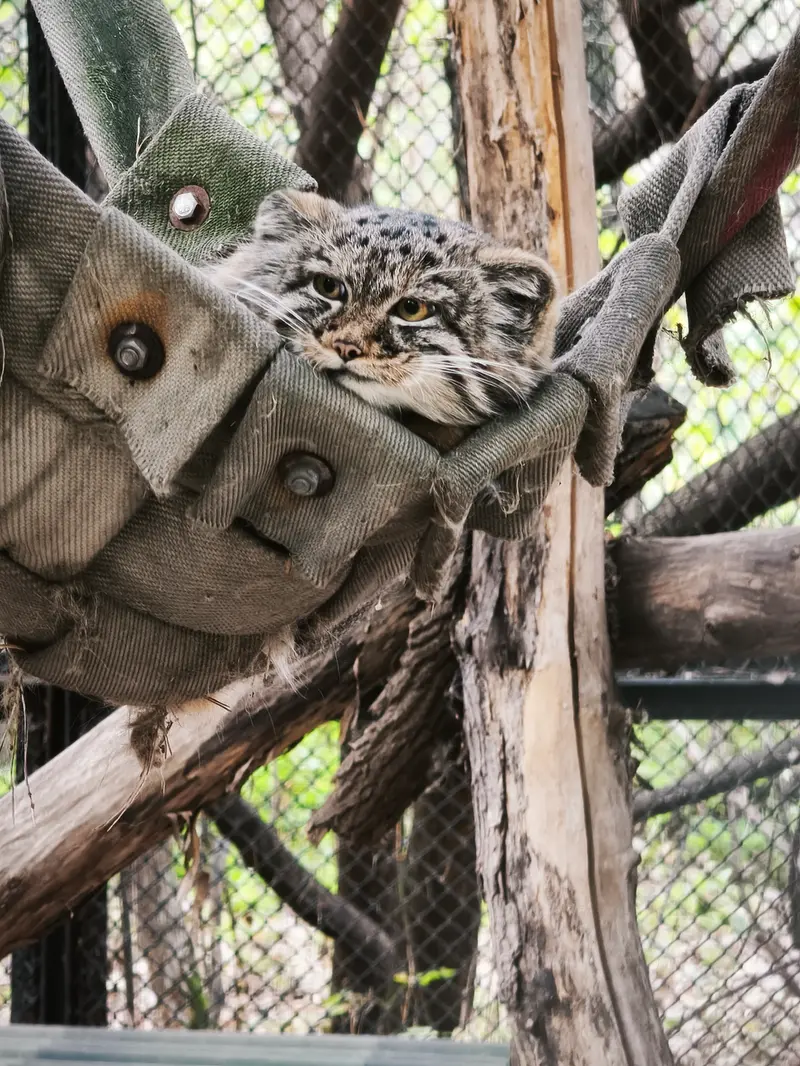 ノヴォシビルスク動物園のアデルの息子（2026年生まれ）Ⅲの写真